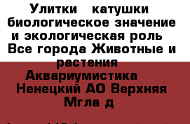Улитки – катушки: биологическое значение и экологическая роль - Все города Животные и растения » Аквариумистика   . Ненецкий АО,Верхняя Мгла д.